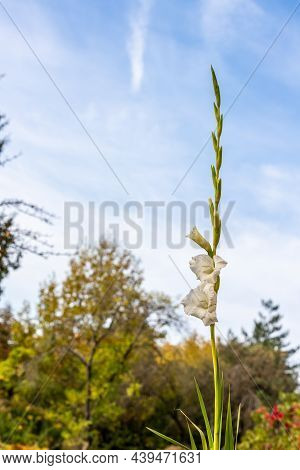 Low Angle Photo Of White Gladiolus Blooming In The Garden At Blue Sky Background. Vertical Photo Of 