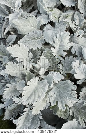Beautiful Silver Dust Cineraria Maritima In The Garden, Autumn Time, Closeup. Natural Background Of 