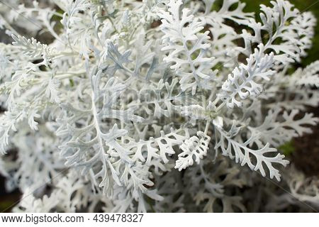 Beautiful Silver Dust Cineraria Maritima In The Garden, Autumn Time, Closeup. Natural Background Of 