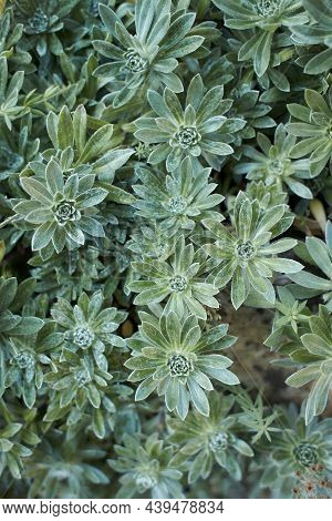 Chenille Plant Or Echeveria Pulvinata For Gardening And Decoration Ideas