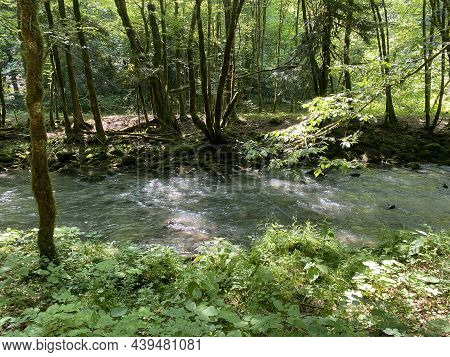 Curak Stream Near The Zeleni Vir Picnic Area In Gorski Kotar - Vrbovsko, Croatia (potok Curak Kod Iz