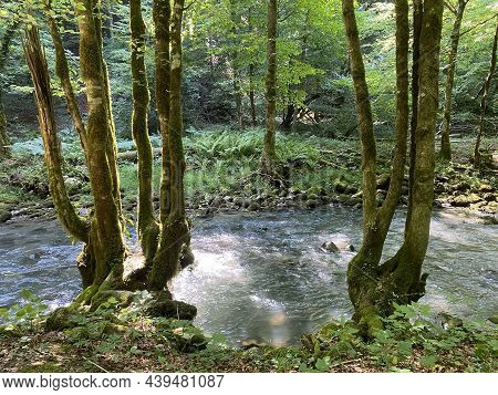 Curak Stream Near The Zeleni Vir Picnic Area In Gorski Kotar - Vrbovsko, Croatia (potok Curak Kod Iz
