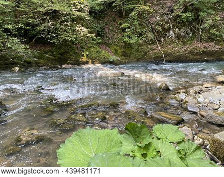Curak Stream Near The Zeleni Vir Picnic Area In Gorski Kotar - Vrbovsko, Croatia (potok Curak Kod Iz