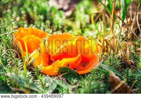 Orange Aleuria In The Sun In The Autumn Forest