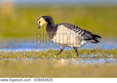 Barnacle Goose (branta Leucopsis) Migratory Bird Foraging In Wetland Habitat. Wildlife Scene In Natu