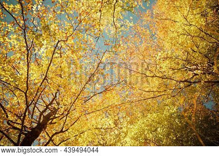 Forest in Anso Valley, Huesca Province in Aragon in Spain.