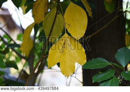 Yellow Leaves Of Dendropanax Trifidus. This Plant Is An Araliaceae Evergreen Tree Called Kakure-mino
