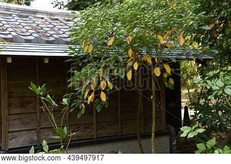 Yellow Leaves Of Dendropanax Trifidus. This Plant Is An Araliaceae Evergreen Tree Called Kakure-mino