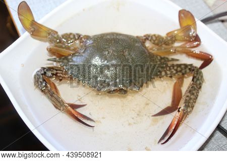 Crab Live On Catch In The Ocean