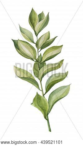 Watercolor Hand-drawn Green Branch Succulent Zamiokulkas Leaves Plant Isolated On White Background A