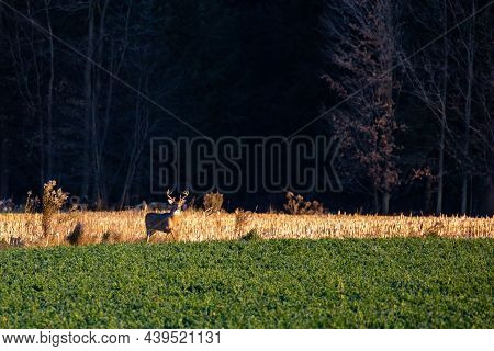 White-tailed Deer Buck  (odocoileus Virginianus) Walking In A Wausau, Wisconsin Hayfield In November