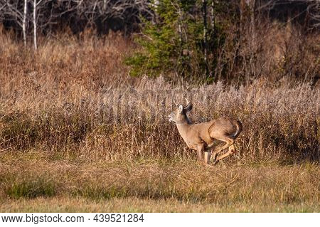 White-tailed Deer Buck  (odocoileus Virginianus) Running In A Wausau, Wisconsin Hayfield In November