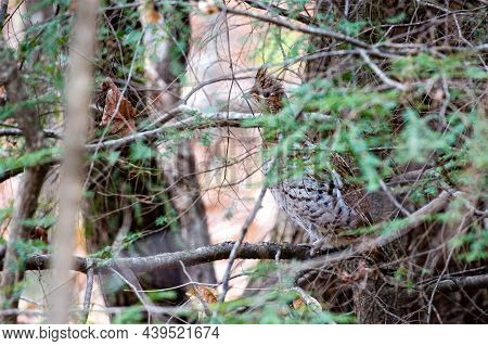 Ruffed Grouse (bonasa Umbellus) Camoflaged In A Tree In Wisconsin, Horizontal