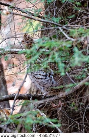 Ruffed Grouse (bonasa Umbellus) Camoflaged In A Tree In Wisconsin, Vertical