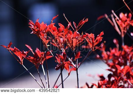 Autumn Leaves Of Enkianthus Perulatus. Ericaceae Deciduous Shrub. A Tree Where You Can Enjoy Fresh G