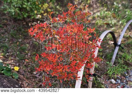 Autumn Leaves Of Enkianthus Perulatus. Ericaceae Deciduous Shrub. A Tree Where You Can Enjoy Fresh G