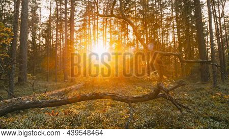 Europe. Time Lapse. Beautiful Sunset Sun Sunshine In Sunny Autumn Forest. Sunlight Sunrays Shine Thr