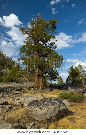 สน Bristlecone
