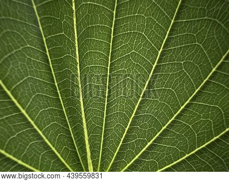 Bark Pattern Is Seamless Texture From Tree. For Background Wood Work, Bark Of Brown Hardwood, Thick 