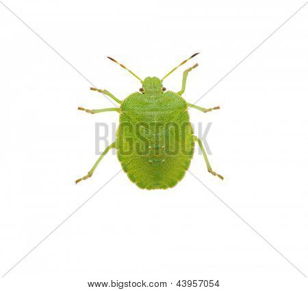 Espécie de bug do escudo verde prasina Palomena branco