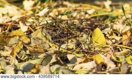 Autumn Leaves Adorn A Beautiful Natural Background Of Bokeh With The Ground, A Wide Panorama Format.