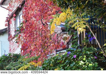 Autumn Leaves Of Ivy. Vitaceae Deciduous Vine. The Walls Of The House Covered With Ivy.