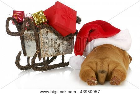 크리스마스 강아지-dogue 드 보르도 강아지 입고 산타 모자 나 선물을 가득 썰매 옆에 누워