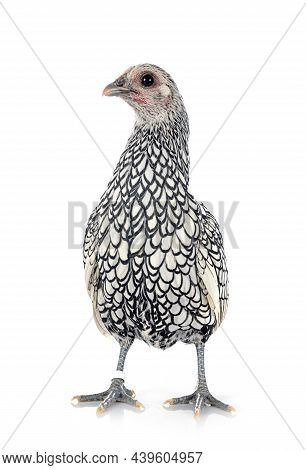 Sebright Chicken In Front Of White Background
