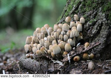 Glistening Inkcap, Coprinellus Micaceus, Mushrooms In Various Stages Of Growth At The Base Of A Tree