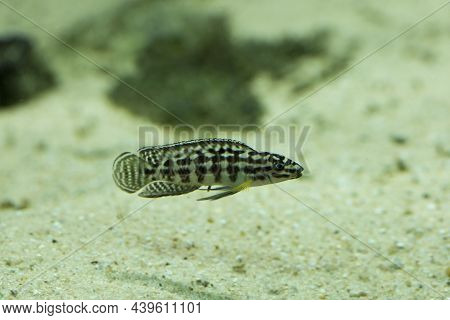 The Masked Julie (julidochromis Transcriptus) In Aquarium.