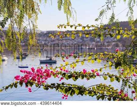 Summer Vacation And Coastal Nature Concept. Purple Bougainvillea Flowers On The Background Of The Se