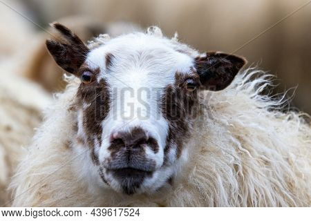 Portrait of an Icelandic sheep with a brown and cream coat. This ancient breed is unique to Iceland and directly descends from animals introduced by the Vikings in the 9th century.