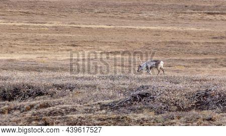 Single reindeer, rangifer tarandus, on the Tundra of Iceland. North East Highlands.