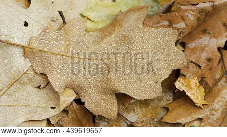 Fallen Oak Leaves With Dew. Autumn Oak Leaves.water Drops On Fall Oak Leaves Closeup. Dry Autumn Oak