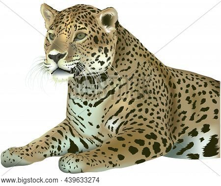 Laying Leopard (panthera Pardus) - Colored And Detailed Illustration Isolated On White Background, V