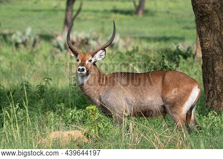 Defassa Waterbuck (kobus Defassa), Murchison Falls National Park, Uganda