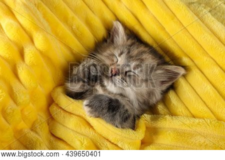 Cute Kitten Sleeping In Soft Yellow Blanket, Top View