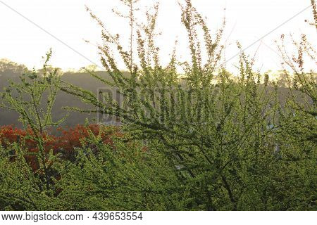 Tender Leaves Sprouting After The Monsoon On The Tree Branches