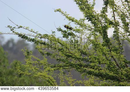 Tender Leaves Sprouting After The Monsoon