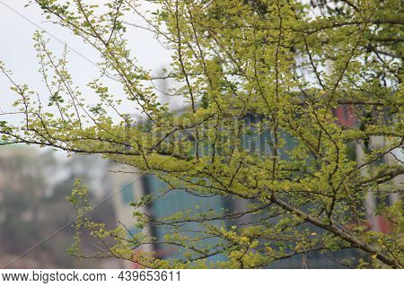 Tender Leaves Sprouting After The Monsoon