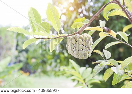 Annona Fruit Destroyed By Mealybugs Fruit Pest Problem