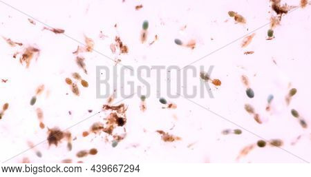 Close Up Of Rotifers, Rotifera In A Breeding Tank. Rotifers Are Zooplankton.