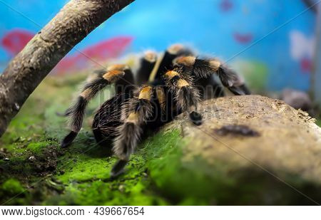 A Tarantula Sits On A Stone. She Has Yellow Black Haired Legs.