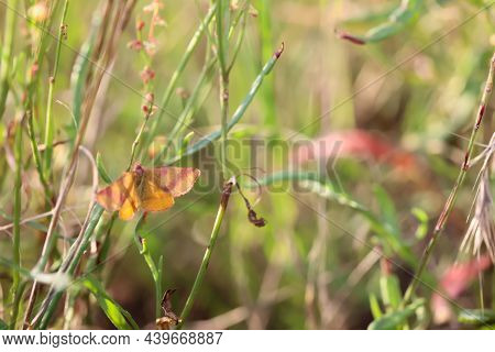 A Small Rotbandspanner Hides In The Undergrowth Of A Meadow.
