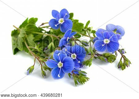 Speedwell Flowers Isolated On A White Background