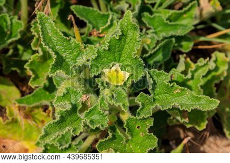Green Plant Of The Squirting Cucumber Or Exploding Cucumber (ecballium Elaterium)