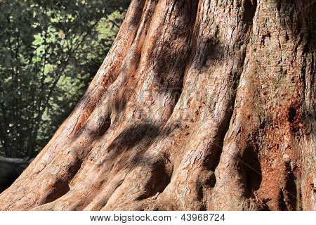 Trunk Of Redwood Tree