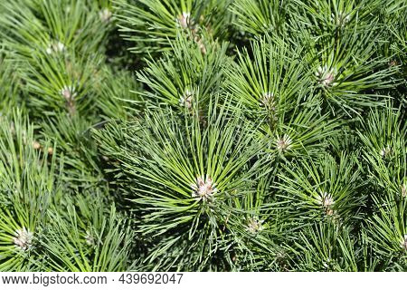 Dwarf Black Pine Pierrick Bregeon - Latin Name - Pinus Nigraa Pierrick Bregeon