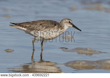 A Red Knot Sandpiper, Calidris Canutus In Winter Plumage On A Beach In Florida