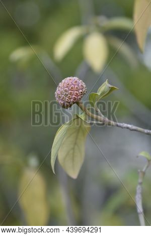 Himalayan Evergreen Dogwood Unripe Fruit - Latin Name - Cornus Capitata